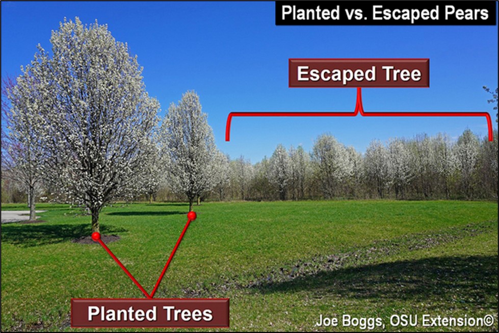 Banned in Ohio the Callery Pear News, Sports, Jobs Marietta Times